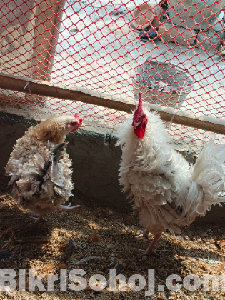 নিউ ডিম পারা ফ্রিজেল/ হাপছি মুরগী